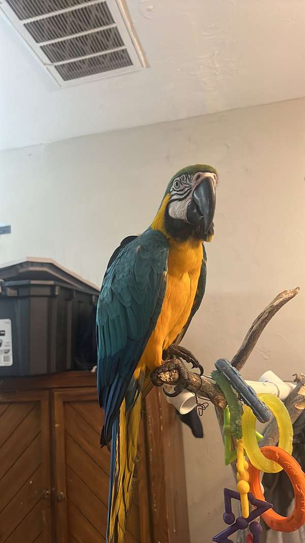 Curated visual reference: Scarlet Macaws For Sale In Florida Photo Inspiration