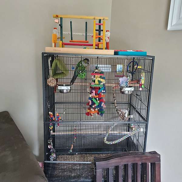 conure-for-sale-in-keene-nh