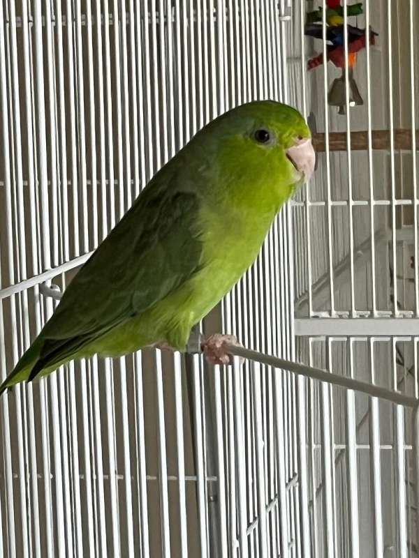 pacific-parrotlet-for-sale-in-suwanee-ga
