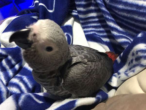 african-grey-parrot-for-sale-in-sant-rosa-ca
