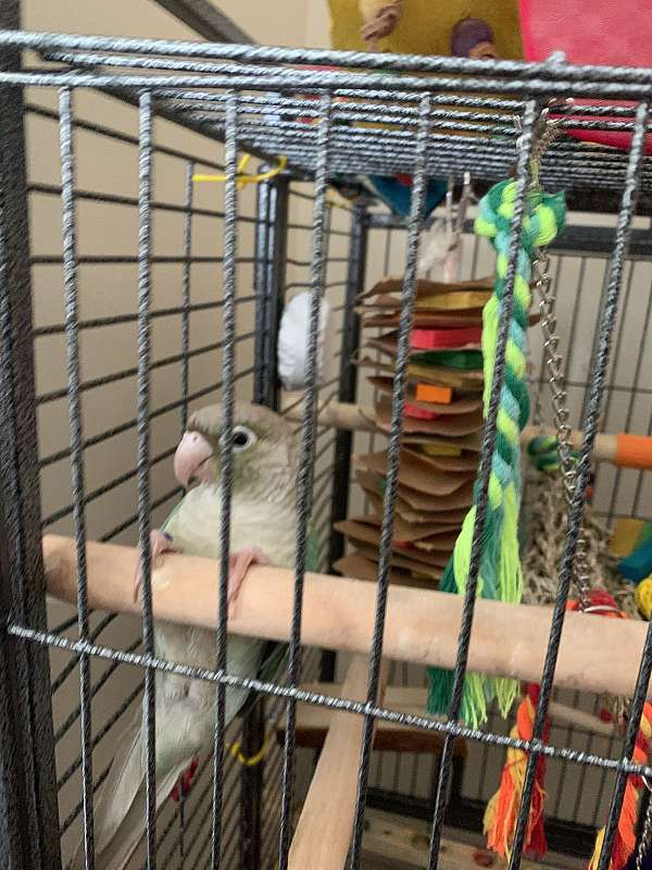 green-cheek-conure-for-sale-in-hermitage-tn