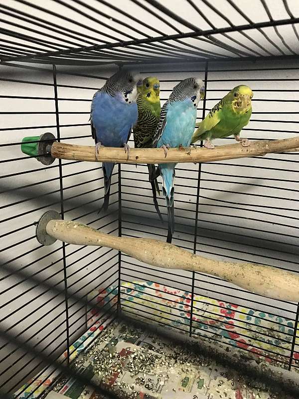 parakeet-for-sale-in-troy-mi