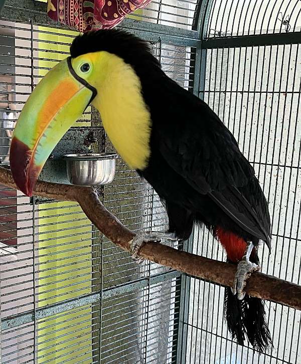 bird-parrot-for-sale-in-garden-grove-ca