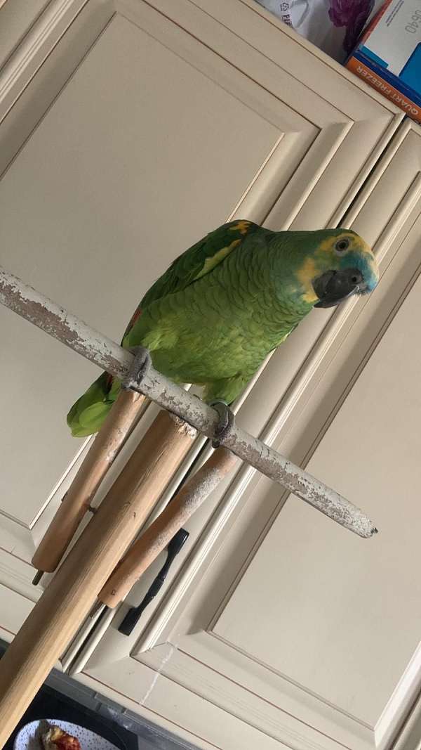 blue-front-amazon-parrot-for-sale-in-brooklyn-ny