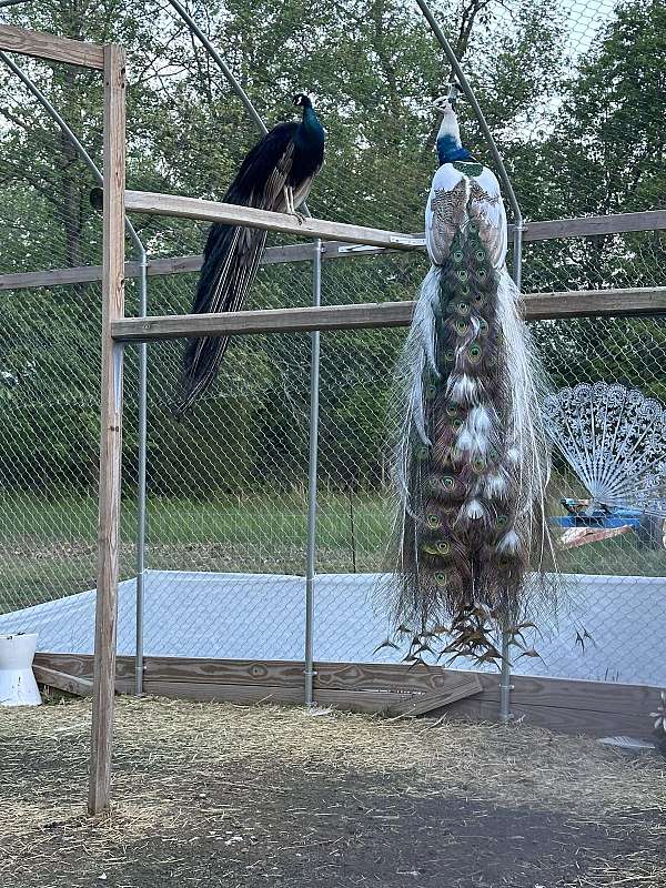 baby-peacock-for-sale