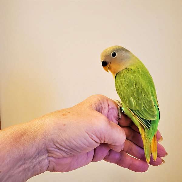 green-orange-bird-for-sale-in-newville-pa