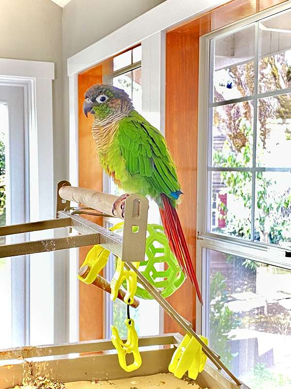 conure-for-sale-in-salem-or