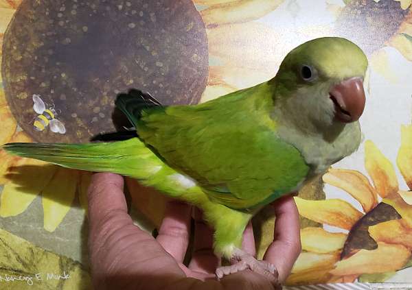 green-opaline-bird-for-sale-in-dade-city-fl