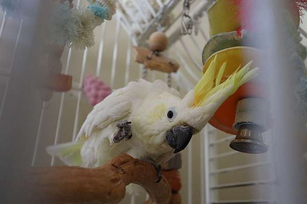 sulpher-crested-cockatoo-for-sale