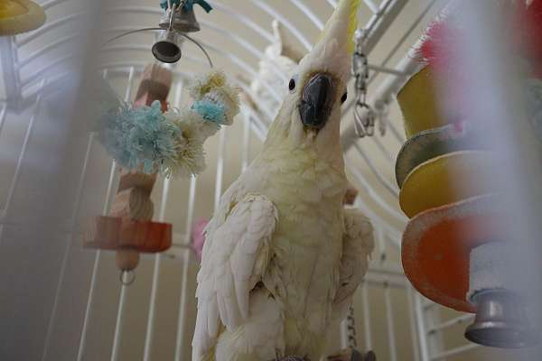 sulpher-crested-cockatoo-for-sale-in-virginia