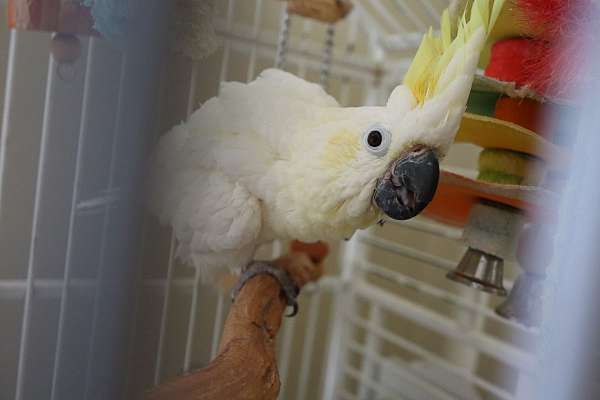 male-bird-for-sale