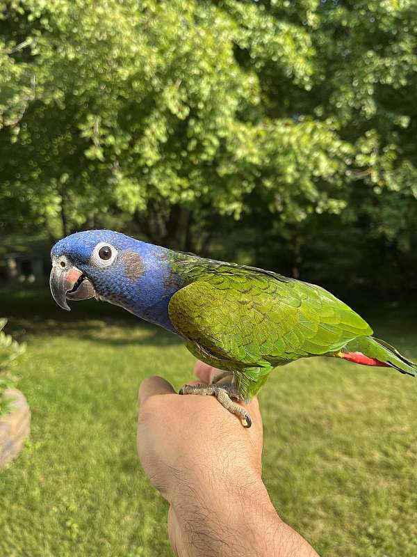 pionus-parrots-for-sale-in-columbia-md