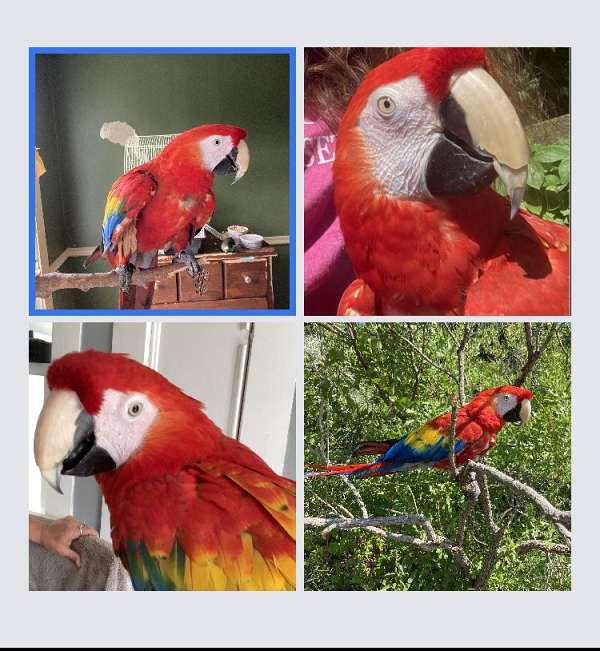 parrot-for-sale-in-bolton-ct