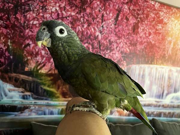 parrot-pionus-parrots-for-sale