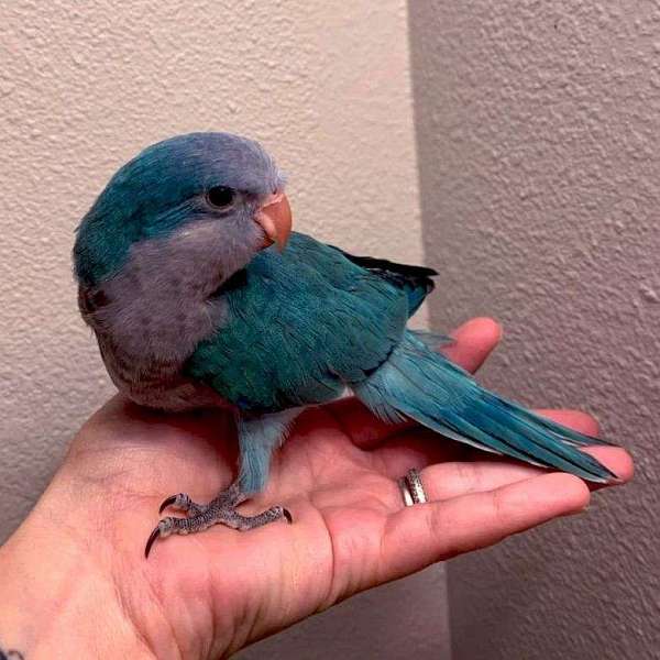 companion-pet-quaker-parrots-for-sale