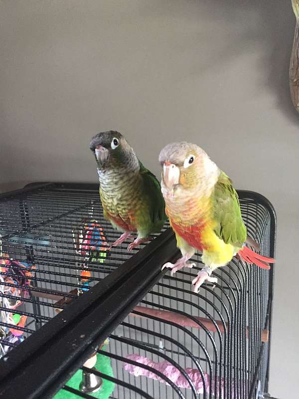 conure-for-sale-in-belton-mo