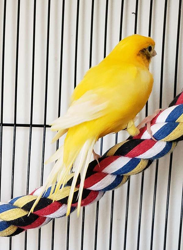 american-singer-canary-for-sale-in-mifflintown-pa
