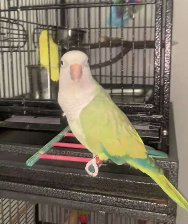 conure-parrot-for-sale-in-bronx-ny