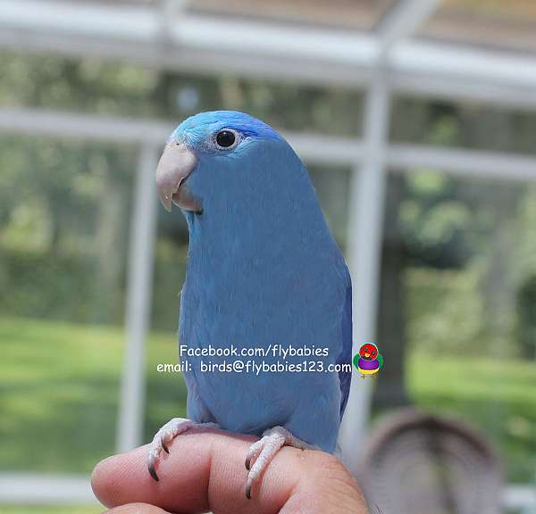 parrotlet-for-sale