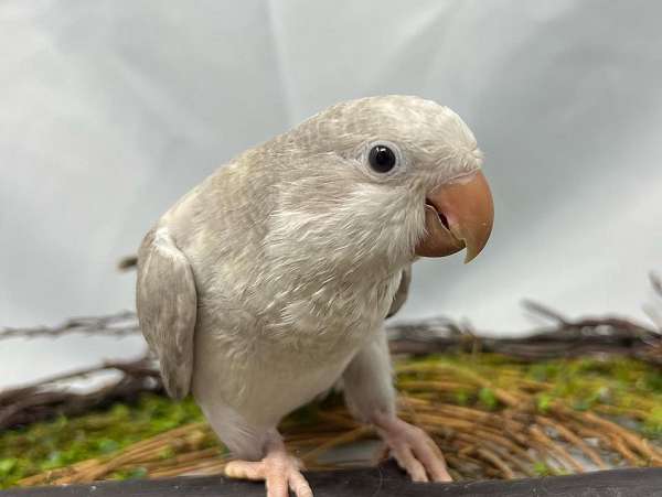 quaker-parrots-for-sale-in-aiken-sc