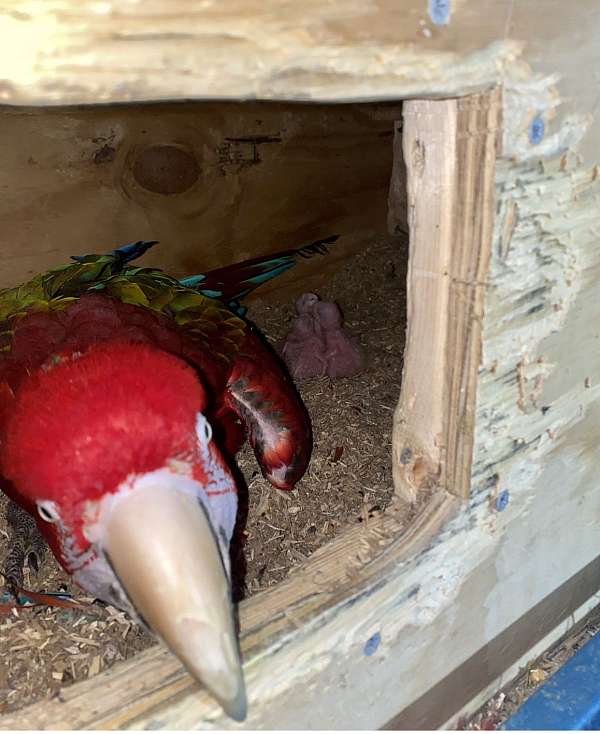 green-wing-macaw-for-sale-in-wyoming-de
