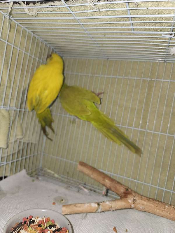 green-yellow-bird-for-sale-in-piqua-oh