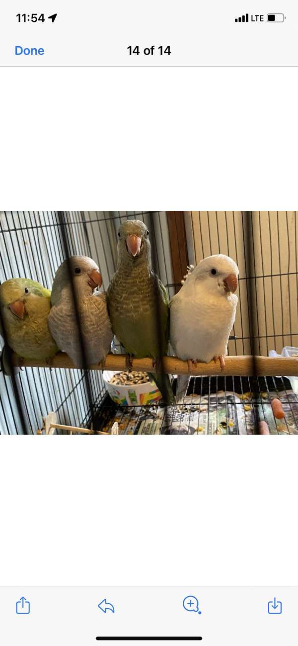 quaker-parrots-for-sale-in-carencro-la