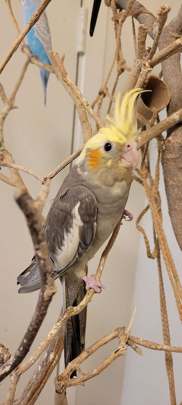 male-grey-yellow-bird-for-sale