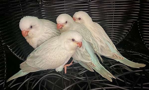 quaker-parrots-for-sale-in-north-port-fl