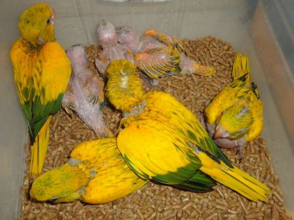 golden-conure-for-sale