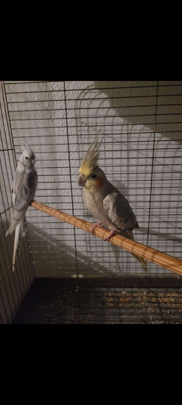 adult-bird-for-sale-in-west-chester-oh