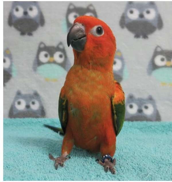 red-bird-for-sale-in-hutto-tx