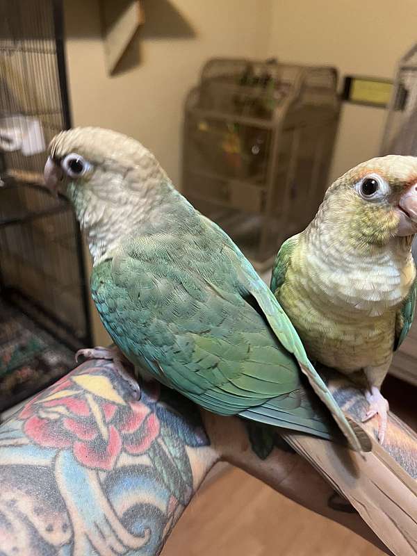 blue-green-conure-for-sale