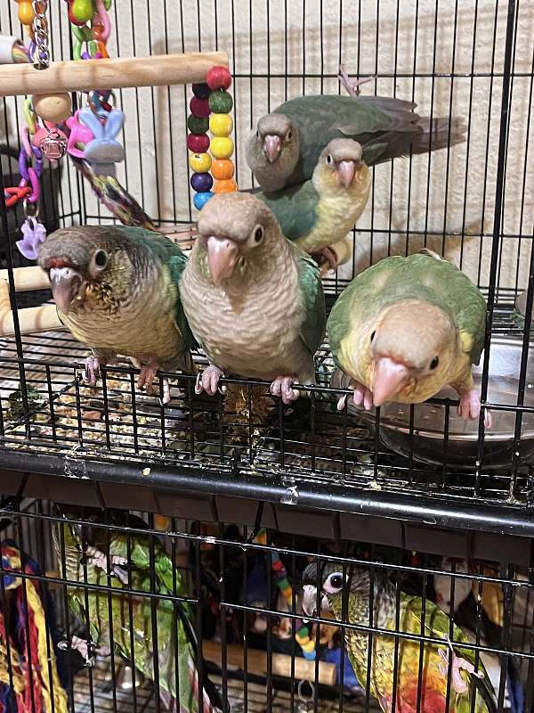 conure-for-sale-in-davenport-fl