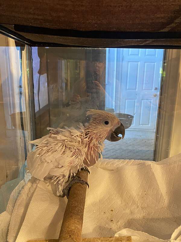 cockatoo-for-sale