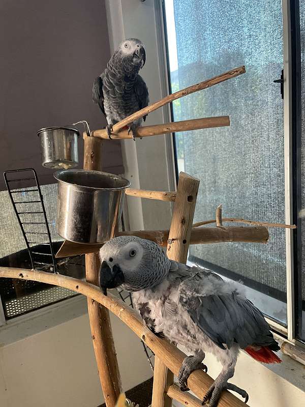 congo-african-grey-parrot-for-sale