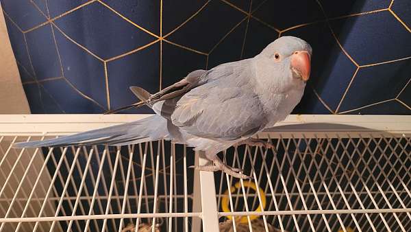 grey-bird-for-sale-in-el-cajon-ca