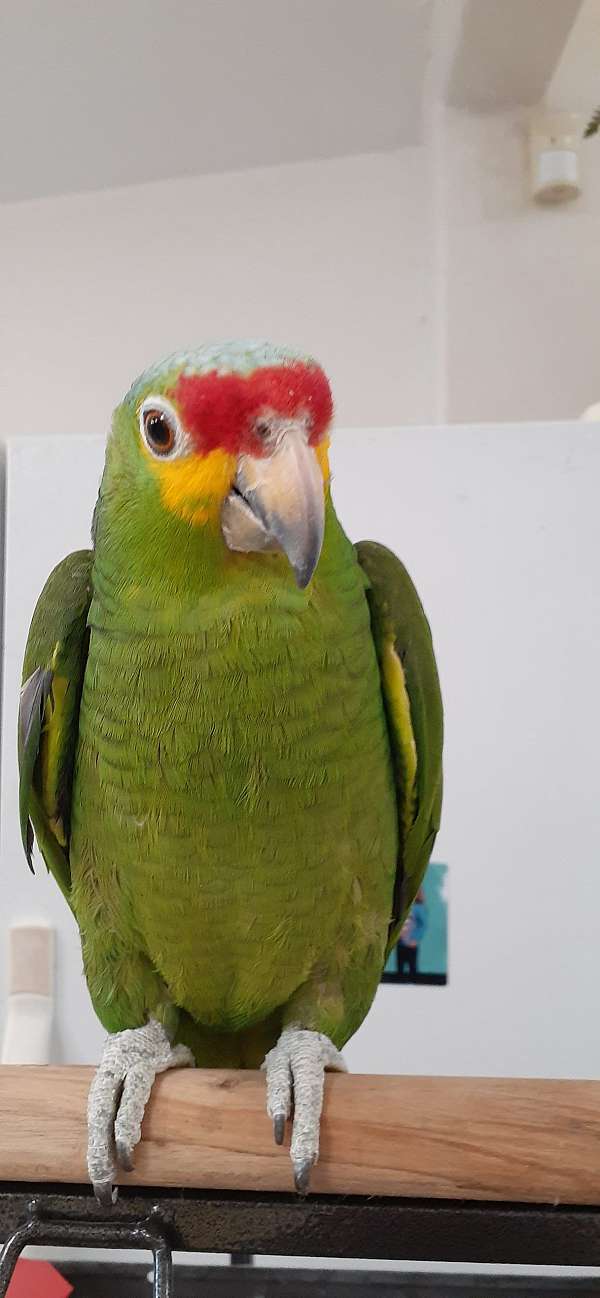 handfed-tame-red-lored-amazon-parrot-for-sale
