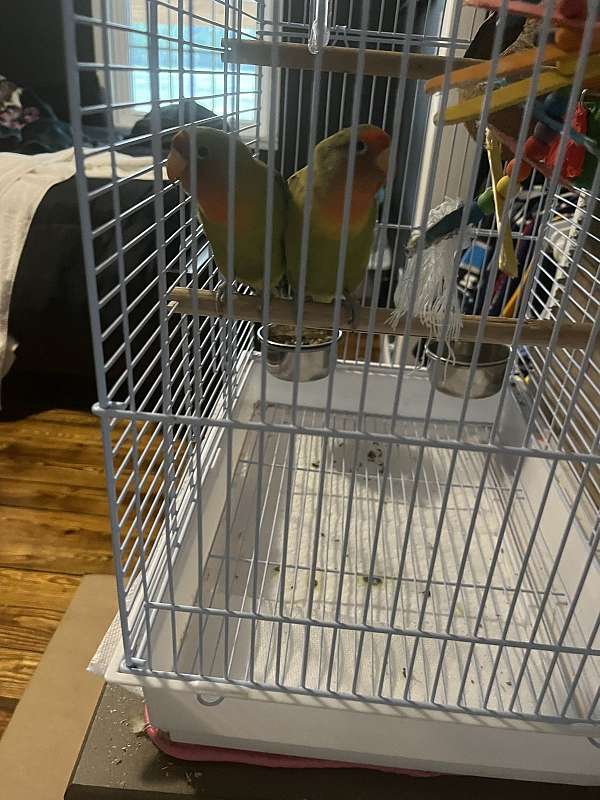 peach-faced-lovebird-for-sale-in-wilmington-nc