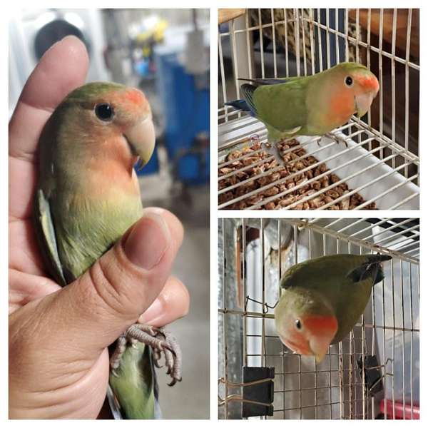 male-bird-for-sale-in-dudley-ma