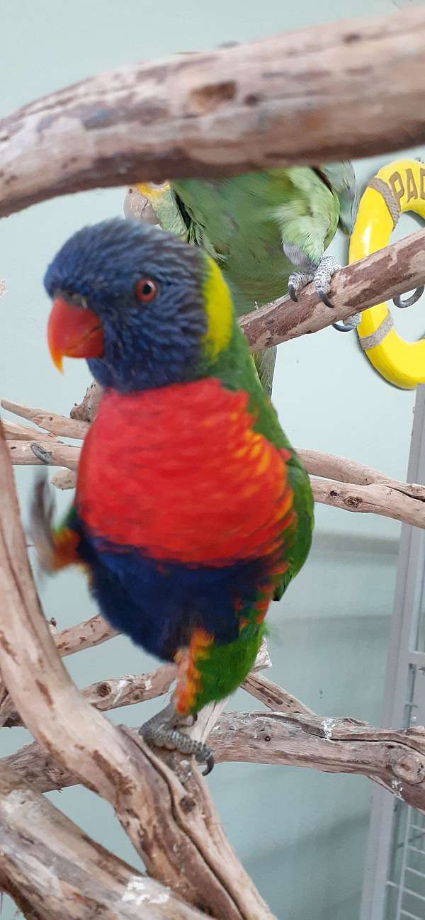 rainbow-lory-for-sale-in-san-diego-ca
