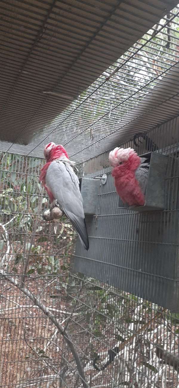 rose-breasted-cockatoo-for-sale-in-san-diego-ca