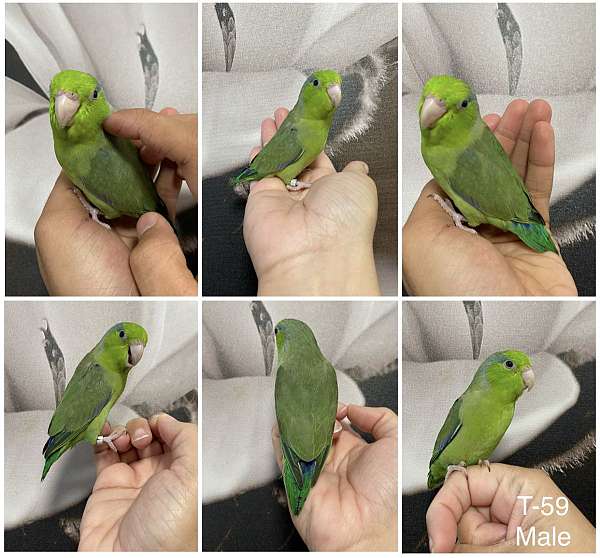parrotlet-for-sale-in-northbridge-ma