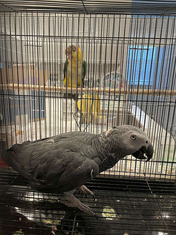 congo-african-grey-parrot-for-sale-in-hutto-tx