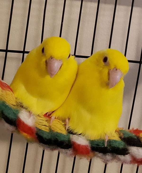pacific-parrotlet-for-sale-in-mifflintown-pa