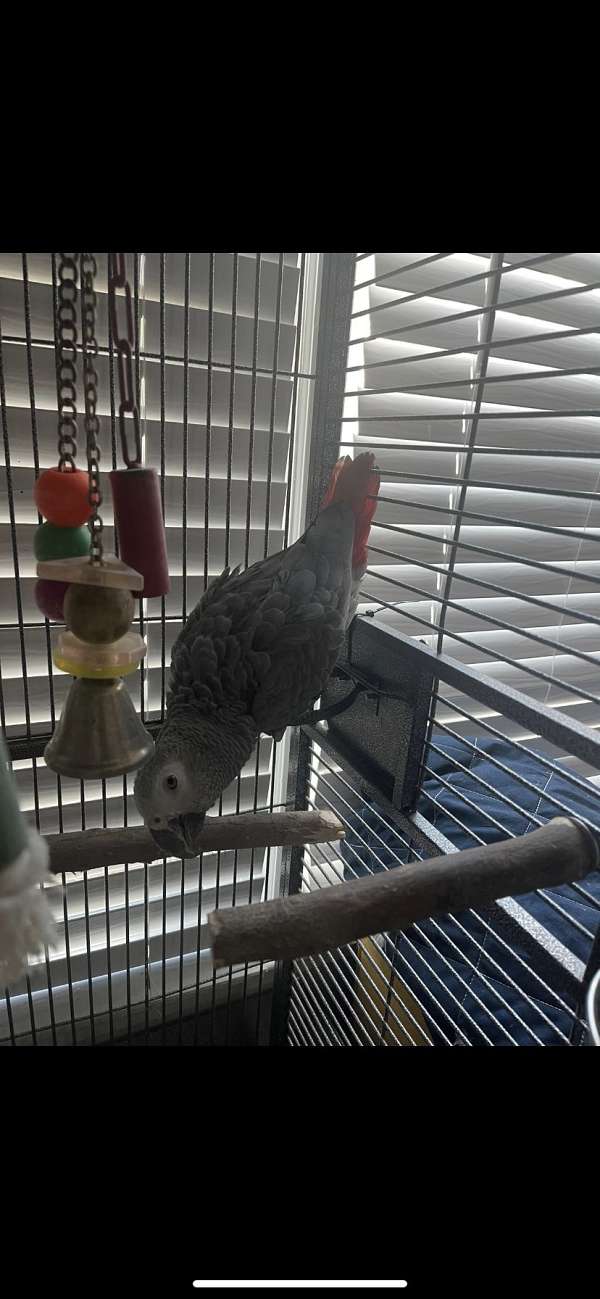 african-grey-parrot-for-sale-in-oaklawn-il
