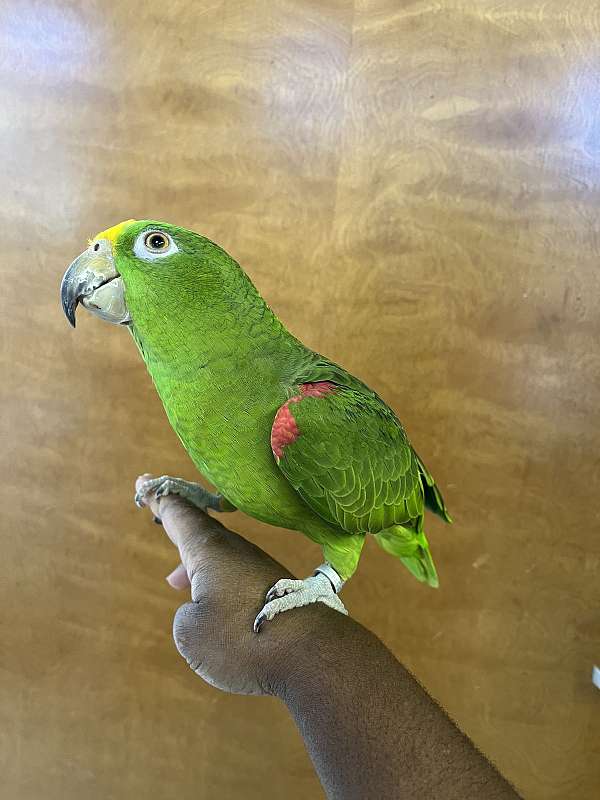 noisy-panama-amazon-parrot-for-sale