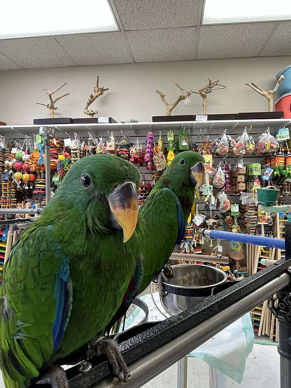 fancy-handfed-eclectus-parrots-for-sale