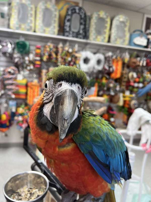 talking-tame-macaw-hybrid-macaw-for-sale