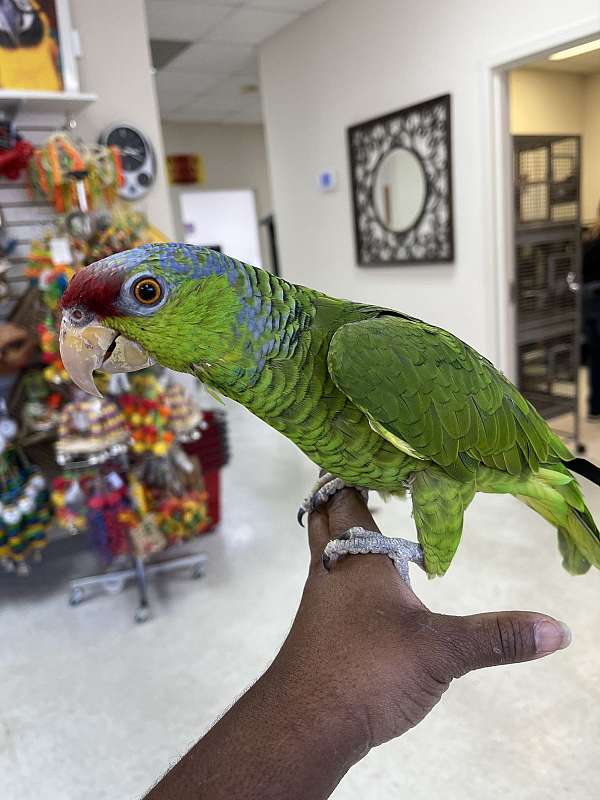 green-purple-amazon-parrot-for-sale